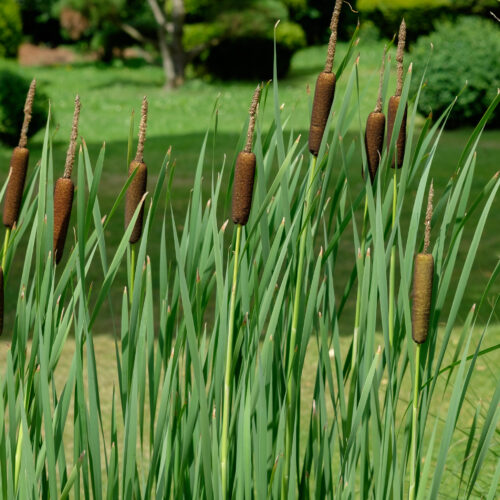 Typha latifolia
