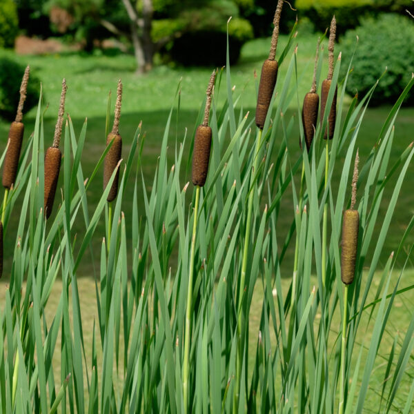 Typha latifolia