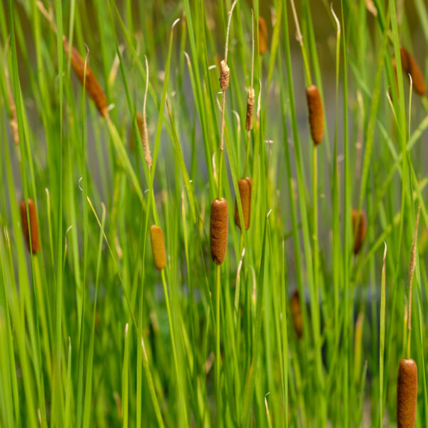 typha-laxmannii_1591110626 Typha laxmannii