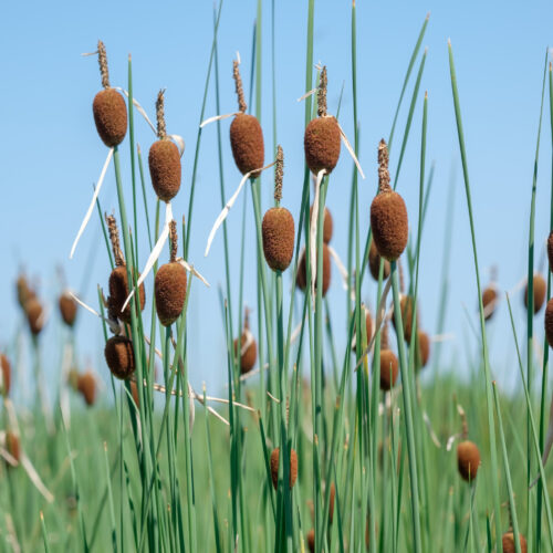 Typha minima