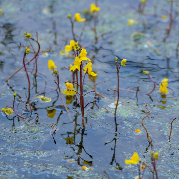 Utricularia vulgaris