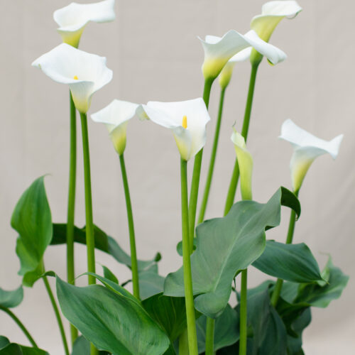 Zantedeschia aethiopica