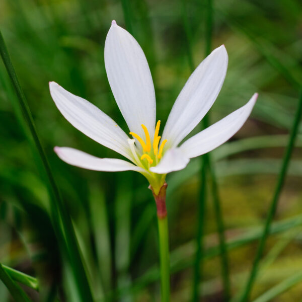 Zephyranthes  candida