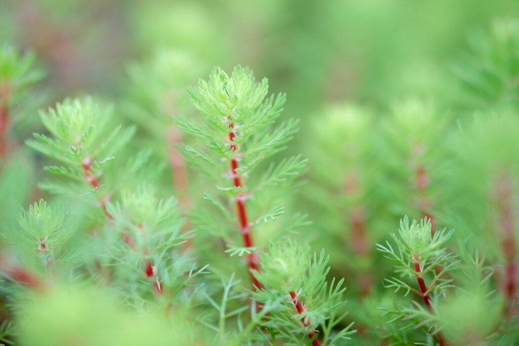 Myriophyllum brasiliensis-1150