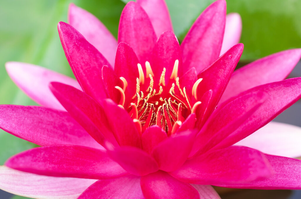 Nymphaea Roze