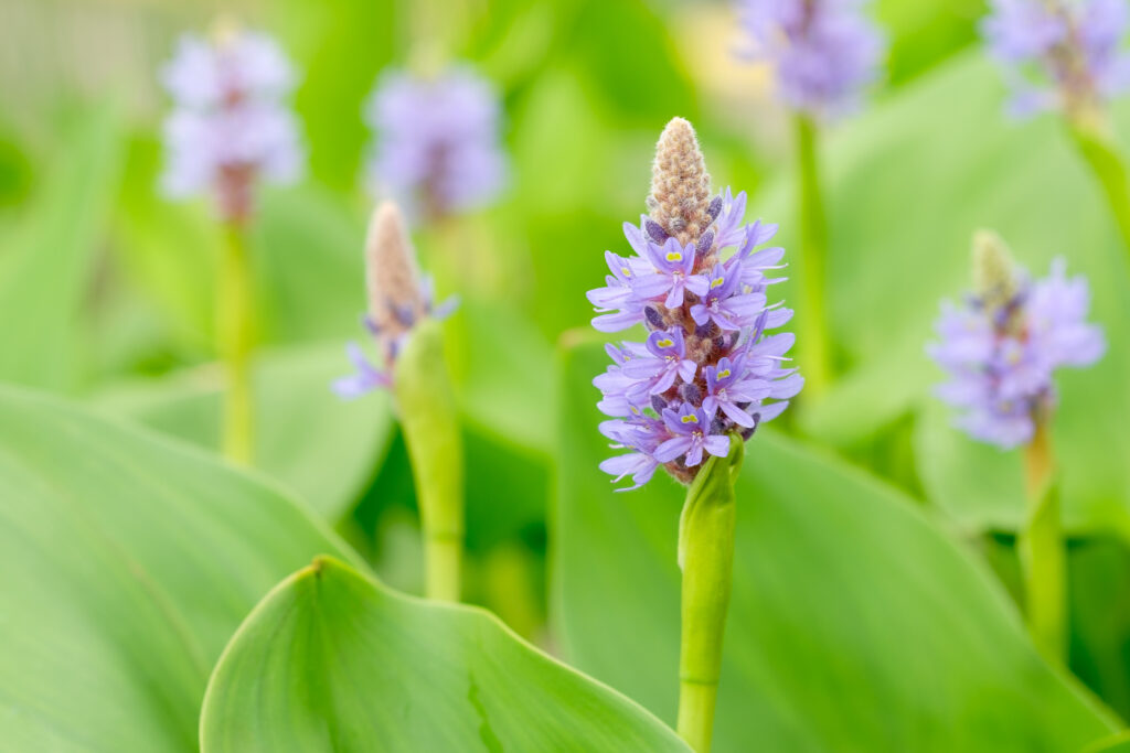 Pontederia cordata-2522