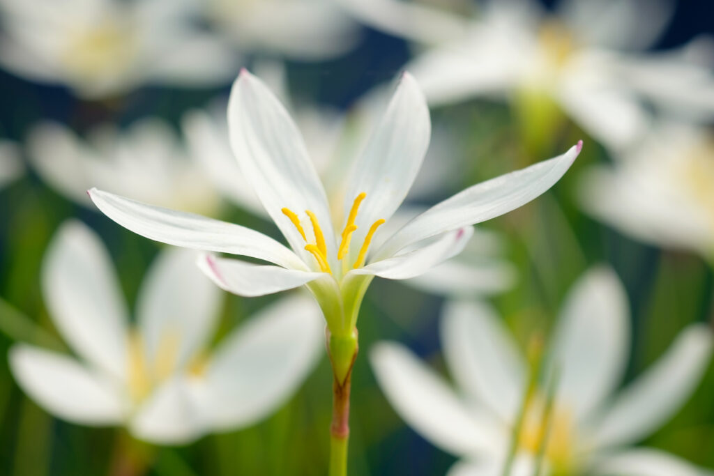 Zephyranthes candida-3682